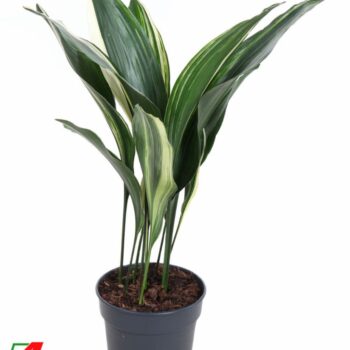 Aspidistra Elatior Variagata P17
