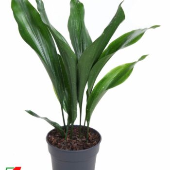 Aspidistra Milky Way