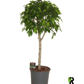 Ficus benj.Columnar op stam