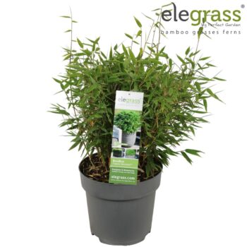 Fargesia 'Moontears'®