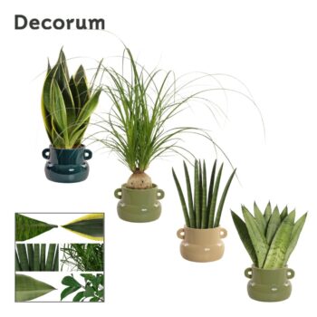 Groenmix 9 cm in Lucy (Top blend-collection)