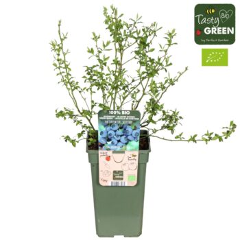 Vaccinium corymbosum 'Bluecrop' Bio P19
