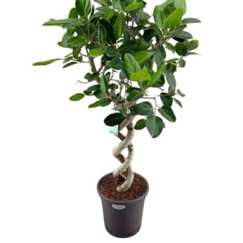 Ficus Benghalensis Audrey double spiral