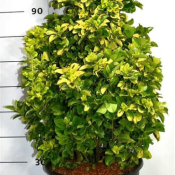 Euonymus jap. 'Aureus'