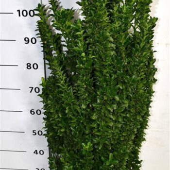 Euonymus jap. 'Benkomasaki'