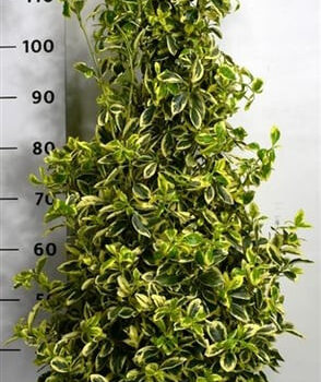 Euonymus jap. 'Bravo'