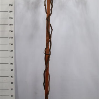 Wisteria brach. 'Yokohama fuji'