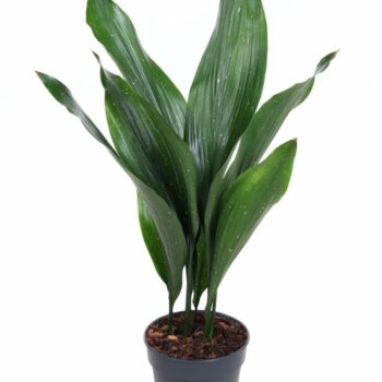 Aspidistra Milky Way P17