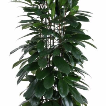 Ficus Cyatistipula zuil P27 (NO GAP)