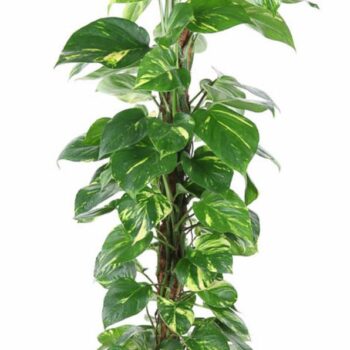 Epipremnum Pinnatum mosspole