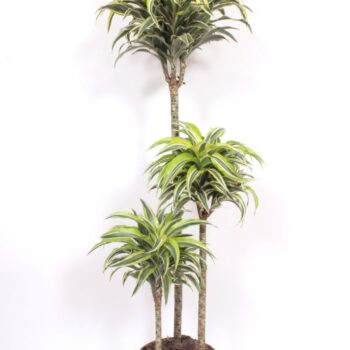 Dracaena Surprise