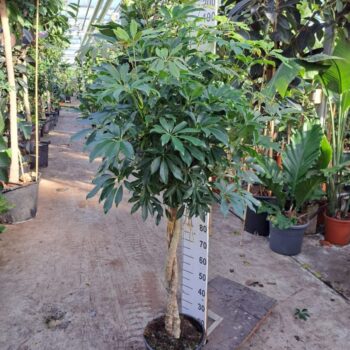 Schefflera arboricola 'Compacta' twister 200