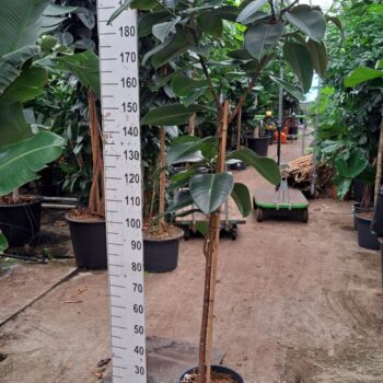 Ficus Elastica Robusta stam 250