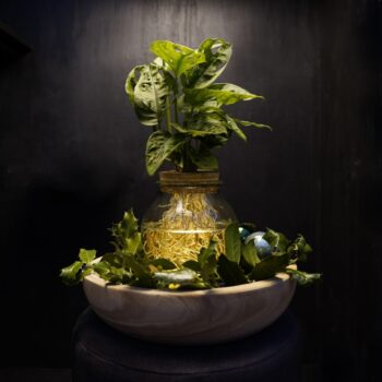 Christmas | Intenz mix in Bolglas + LED - levertijd: 24 u