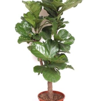 Ficus lyrata