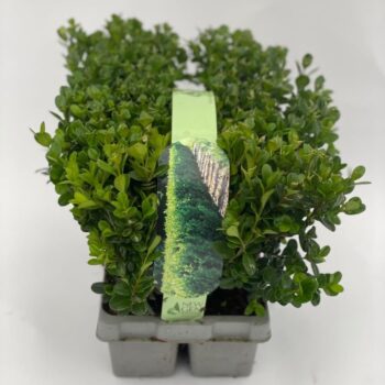 Buxus Newgen Freedom 6-pack