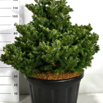 Abies k. 'Molli'