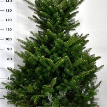 Abies koreana