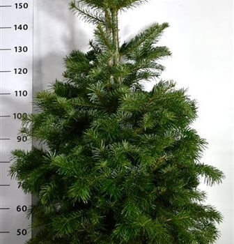 Abies nordmanniana