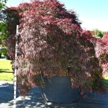 Acer pal. 'Garnet'