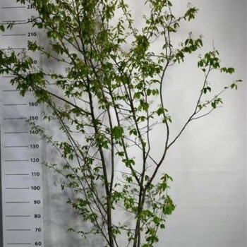 Amelanchier lamarckii