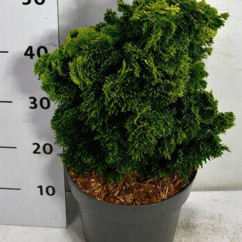 Chamaecyparis o. 'Aurora'