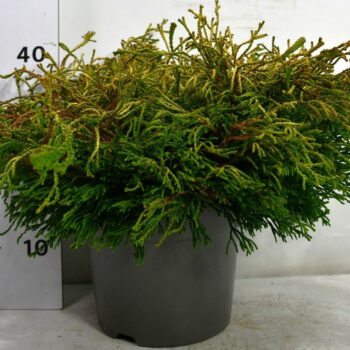 Chamaecyparis o. 'Gitte'