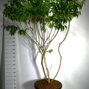 Heptacodium miconioides