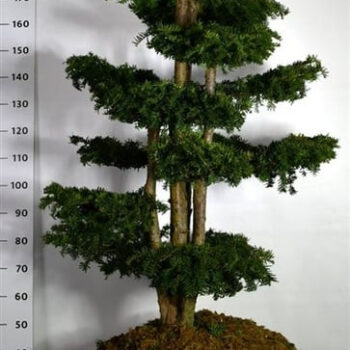 Taxus b. 'Dovastoniana'