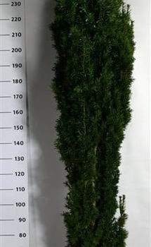 Taxus b. 'Fastigiata Robusta'