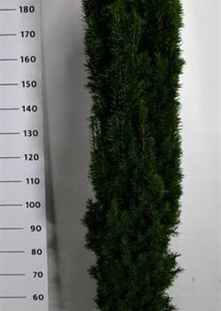 Taxus b. 'Fastigiata Robusta'