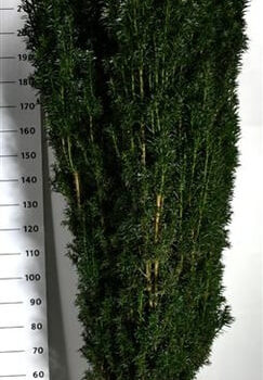Taxus b. 'Pirat'