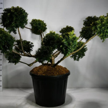 Taxus b. 'Summergold'