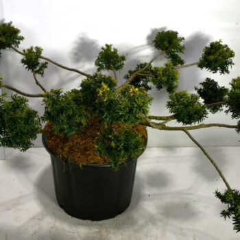 Taxus b. 'Summergold'