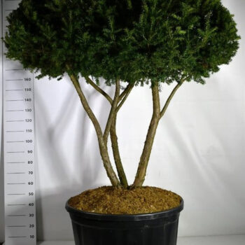 Taxus cuspidata