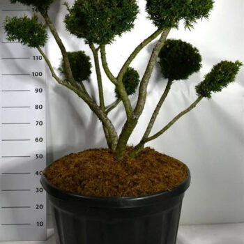 Taxus media 'Farmen'