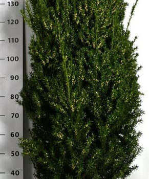 Taxus media 'Hillii'