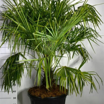 Trachycarpus fortunei