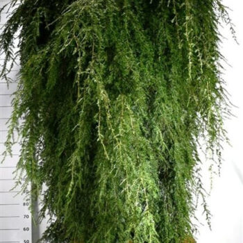 Tsuga can. 'Pendula'