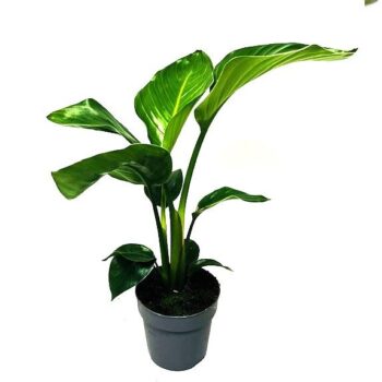 Strelitzia Nicolai 14 cm