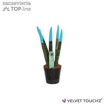 Sansevieria VELVET TOUCHZ® Aqua