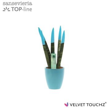 Sansevieria VELVET TOUCHZ® Aqua in keramiek Osaka
