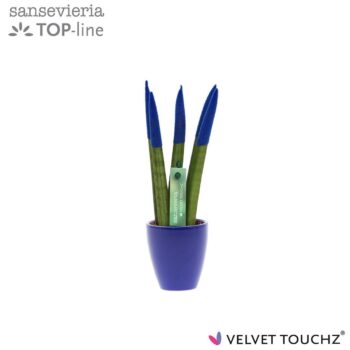 Sansevieria VELVET TOUCHZ® Blauw in keramiek Osaka