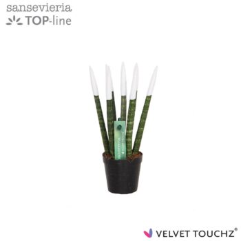 Sansevieria VELVET TOUCHZ® Wit