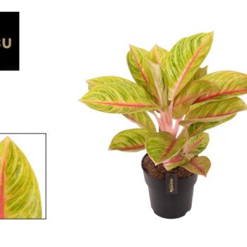 Aglaonema Rose Parakeet