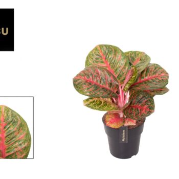 Aglaonema Red Balloon
