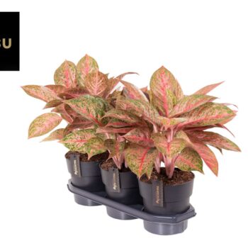 Aglaonema Tango Pink