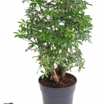 Schefflera Luseana P24