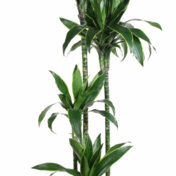 Dracaena Arturo 120-90-60-30
