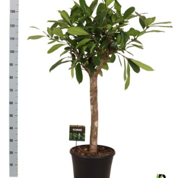 Ficus Cyathistipula op stam